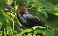 Cowbird