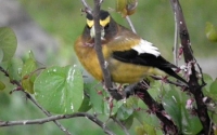 Evening Grosbeak head on!