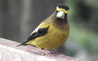 Evening Grosbeak