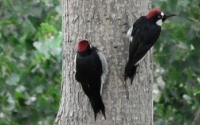 Our Woodpecker Family