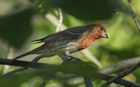 Finch