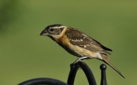 Grosbeak