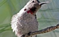 Hummingbird Twist