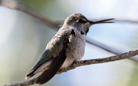 Hummingbird Cross Beak