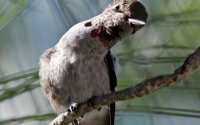 Hummingbird  Dance