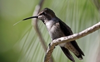 Hummingbird Tongue