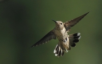 Hummingbird in Flight