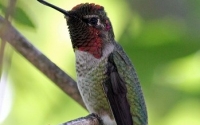 Hummingbird at Rest