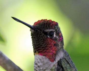 Hummingbird Head