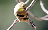 Finch