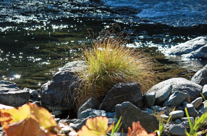 grass-on-river